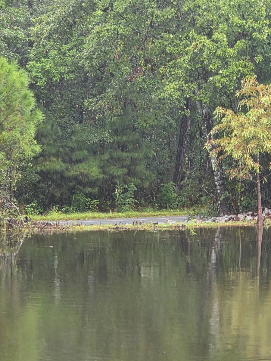 Calm stormwater wet pond reflecting a tree line on a still day